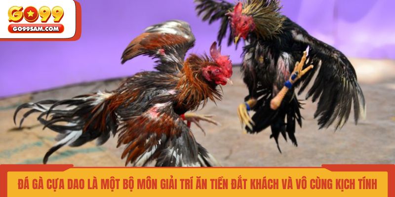 da-ga-cua-dao-la-mot-bo-mon-giai-tri-an-tien-dat-khach-va-vo-cung-kich-tinh