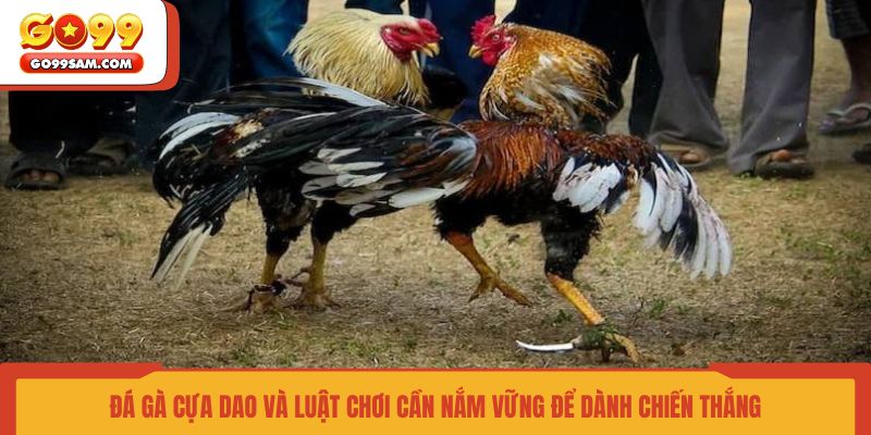 da-ga-cua-dao-va-luat-choi-can-nam-vung-de-danh-chien-thang