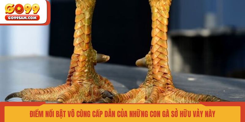 diem-noi-bat-vo-cung-cap-dan-cua-nhung-con-ga-so-huu-vay-nay